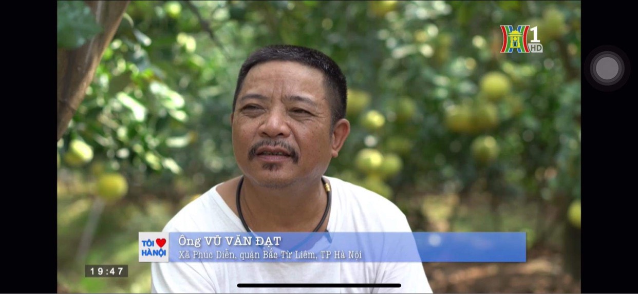 Nhà vườn Bưởi Diễn Thành Đạt được đài truyền hình HN1 vào phỏng vấn về đặc sản bưởi diễn hà thành