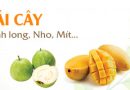 Hướng dẫn tỉa cành và tạo tán trên cây bưởi diễn