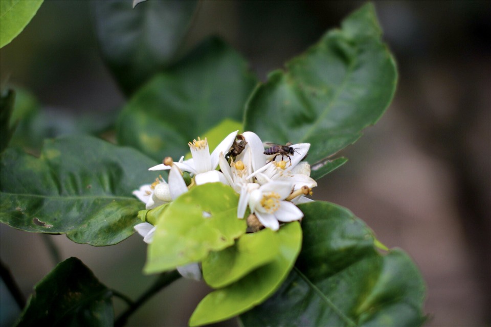 thụ phấn tự nhiên nhờ ong mật